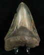 Inch Megalodon Tooth - Nice Color #5006-1